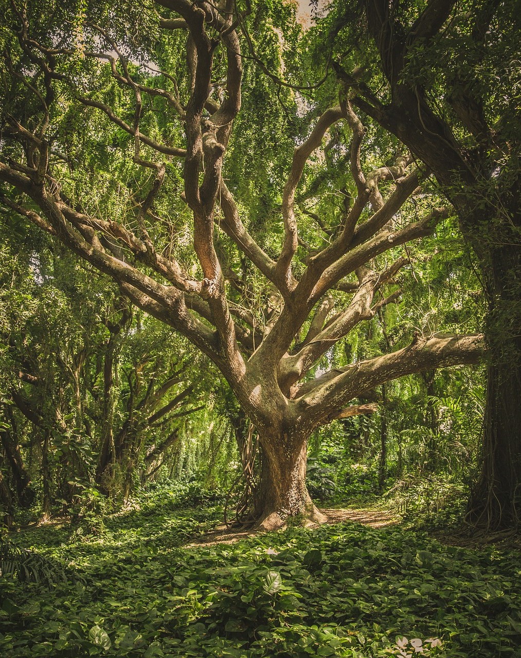 tree
