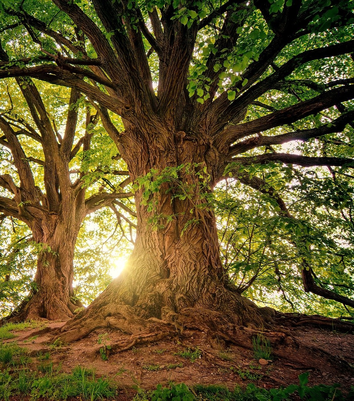 tree 2